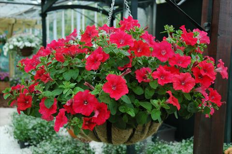 foto van een variëteit aan bloemen, te gebruiken als: Potplant, patioplant, korfplant Petunia Chilli Red