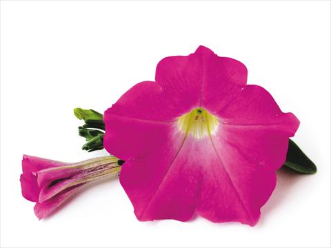 foto van een variëteit aan bloemen, te gebruiken als: Patioplant, potplant Petunia Conchita™ Pink Kiss