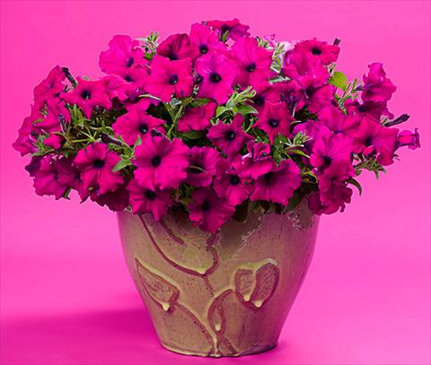 foto van een variëteit aan bloemen, te gebruiken als: Patioplant, potplant Petunia Supertunia™ Royal Magenta