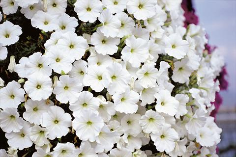 foto van een variëteit aan bloemen, te gebruiken als: Patioplant, potplant Petunia Supertunia™ White
