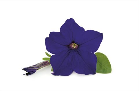 foto van een variëteit aan bloemen, te gebruiken als: Patioplant, potplant Petunia Veranda Dark Blue