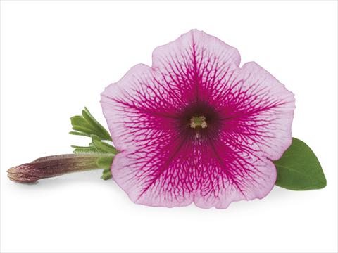 foto van een variëteit aan bloemen, te gebruiken als: Patioplant, potplant Petunia Veranda Rose Vein