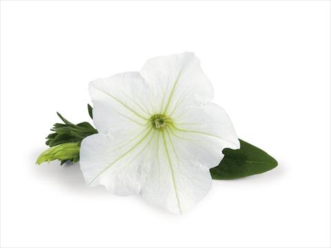 foto van een variëteit aan bloemen, te gebruiken als: Patioplant, potplant Petunia Veranda White