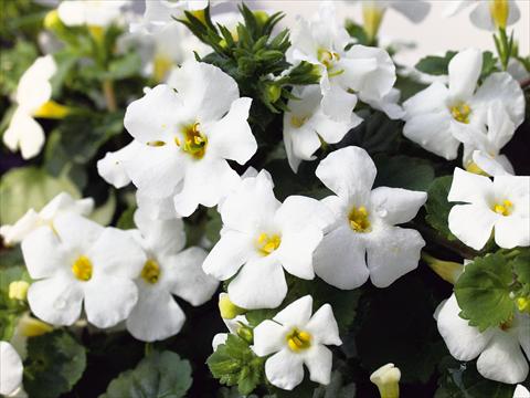 foto van een variëteit aan bloemen, te gebruiken als: Patioplant, potplant Sutera Suteranova Big White