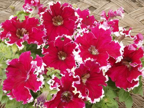 foto van een variëteit aan bloemen, te gebruiken als: Potplant, perkplant, patioplant, korfplant Petunia x hybrida Can Can Red Picotee