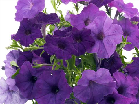 foto van een variëteit aan bloemen, te gebruiken als: Potplant, perkplant, patioplant, korfplant Petunia x hybrida Nuvolari Blue