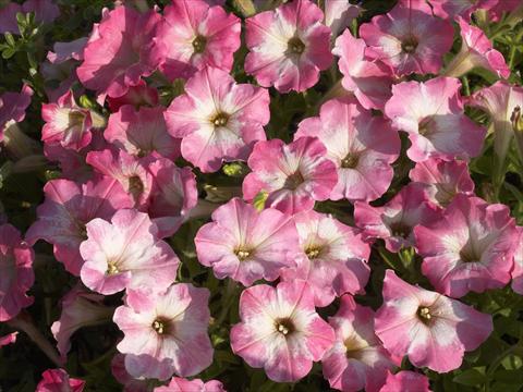 foto van een variëteit aan bloemen, te gebruiken als: Potplant, perkplant, patioplant, korfplant Petunia x hybrida Nuvolari Dusty Pink