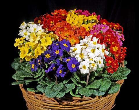 foto van een variëteit aan bloemen, te gebruiken als: Pot - en perkplant Primula polyanthus Garden Beauty Mix