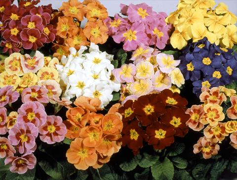 foto van een variëteit aan bloemen, te gebruiken als: Pot - en perkplant Primula polyanthus Pacific Strain Mix