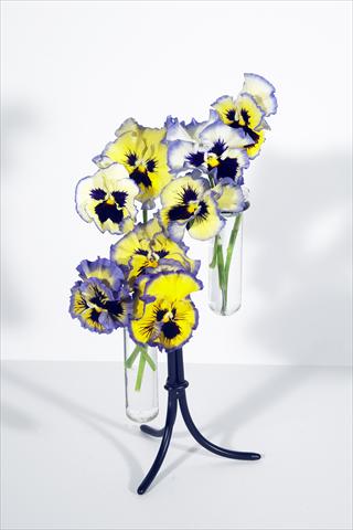 foto van een variëteit aan bloemen, te gebruiken als: Pot - en perkplant Viola wittrockiana Aurora