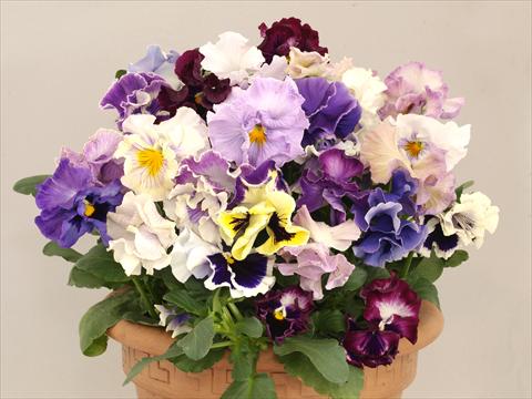foto van een variëteit aan bloemen, te gebruiken als: Pot - en perkplant Viola wittrockiana Baciata Mix