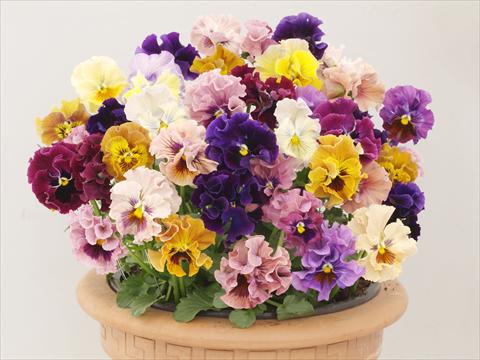 foto van een variëteit aan bloemen, te gebruiken als: Pot - en perkplant Viola wittrockiana Ballerina Mix