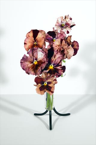 foto van een variëteit aan bloemen, te gebruiken als: Pot - en perkplant Viola wittrockiana Chianti Shades