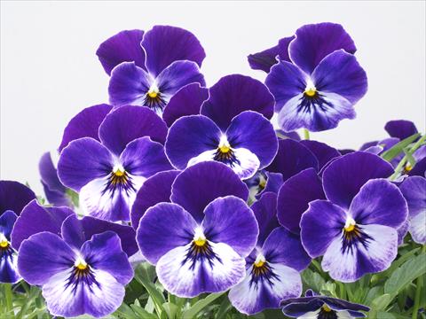 foto van een variëteit aan bloemen, te gebruiken als: Pot - en perkplant Viola wittrockiana Pandora Blue Moon