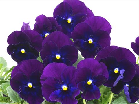 foto van een variëteit aan bloemen, te gebruiken als: Pot - en perkplant Viola wittrockiana Pandora Blue Violet