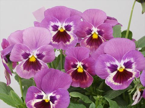 foto van een variëteit aan bloemen, te gebruiken als: Pot - en perkplant Viola wittrockiana Pandora Lilac