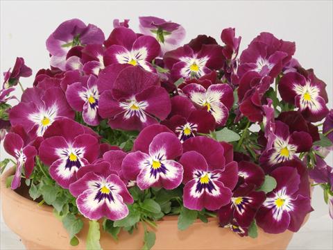 foto van een variëteit aan bloemen, te gebruiken als: Pot - en perkplant Viola wittrockiana Pandora Rose