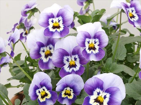 foto van een variëteit aan bloemen, te gebruiken als: Pot - en perkplant Viola cornuta Caramel Blue with face