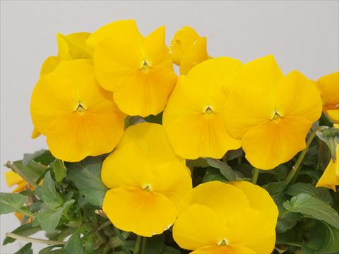 foto van een variëteit aan bloemen, te gebruiken als: Pot - en perkplant Viola cornuta Caramel Golden