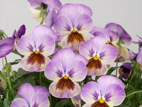 foto van een variëteit aan bloemen, te gebruiken als: Pot - en perkplant Viola cornuta Caramel Pastel Lilac