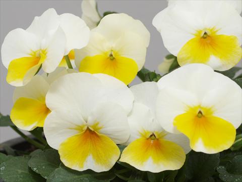 foto van een variëteit aan bloemen, te gebruiken als: Pot - en perkplant Viola cornuta Caramel White Golden