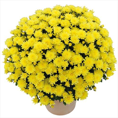 foto van een variëteit aan bloemen, te gebruiken als: Pot - en perkplant Chrysanthemum Clero® Citron