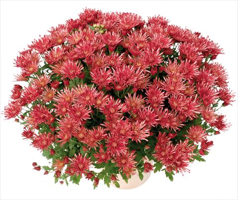 foto van een variëteit aan bloemen, te gebruiken als: Pot - en perkplant Chrysanthemum Corto® Rouge