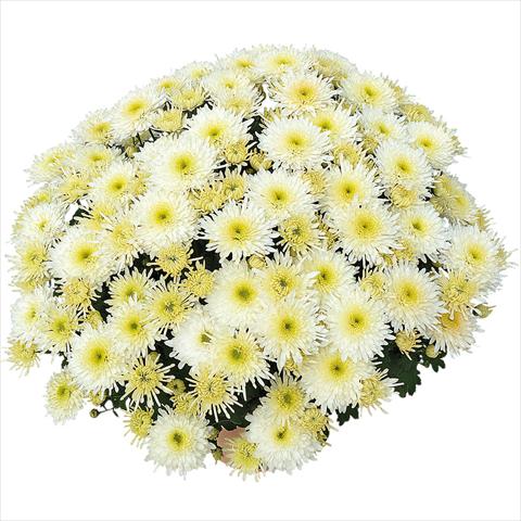 foto van een variëteit aan bloemen, te gebruiken als: Pot - en perkplant Chrysanthemum Obao® Blanc