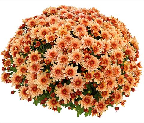 foto van een variëteit aan bloemen, te gebruiken als: Pot - en perkplant Chrysanthemum Pasoa® Grenadine