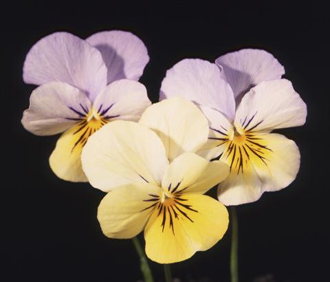 foto van een variëteit aan bloemen, te gebruiken als: Pot - en perkplant Viola cornuta Lolita Lemon 2 Blue