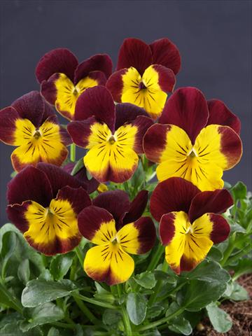foto van een variëteit aan bloemen, te gebruiken als: Pot - en perkplant Viola cornuta Lolita Moonlight Yellow