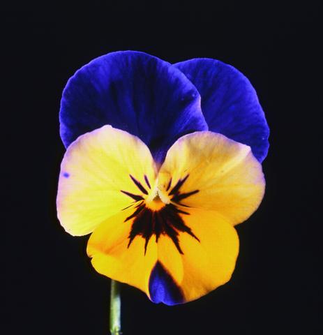 foto van een variëteit aan bloemen, te gebruiken als: Pot - en perkplant Viola cornuta Lolita Sunset Blue Blotch