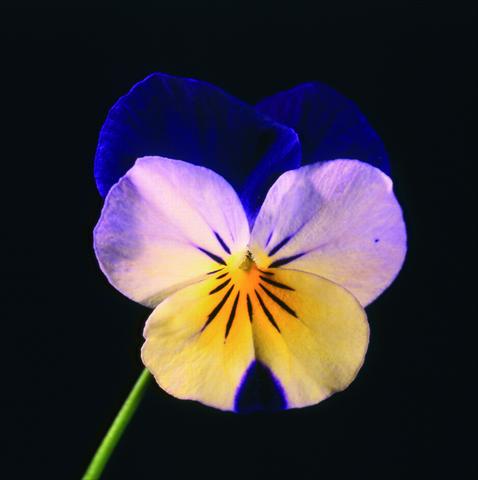 foto van een variëteit aan bloemen, te gebruiken als: Pot - en perkplant Viola cornuta Lolita Sunset Blue