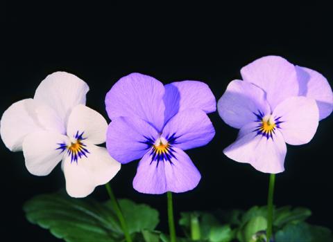 foto van een variëteit aan bloemen, te gebruiken als: Pot - en perkplant Viola cornuta Lolita White 2 Blue