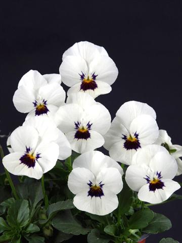 foto van een variëteit aan bloemen, te gebruiken als: Pot - en perkplant Viola cornuta Lolita White Blotch