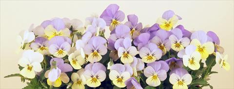 foto van een variëteit aan bloemen, te gebruiken als: Pot - en perkplant Viola cornuta Valentina Lemon 2 Blue