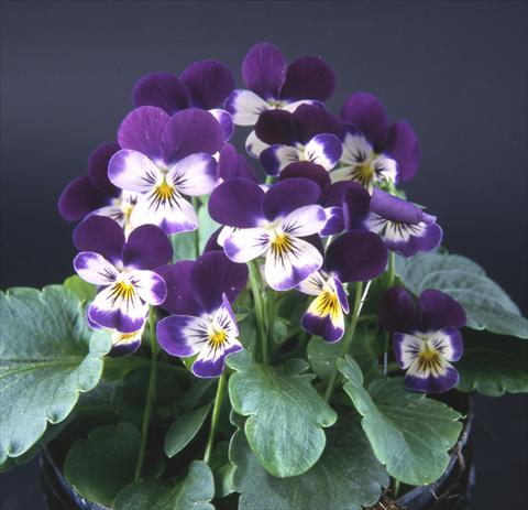 foto van een variëteit aan bloemen, te gebruiken als: Pot - en perkplant Viola cornuta Valentina Purple with White Face