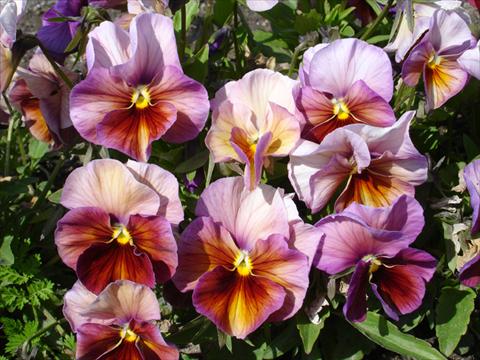 foto van een variëteit aan bloemen, te gebruiken als: Pot - en perkplant Viola wittrockiana Acquarelle Flambè Lilac Tobago