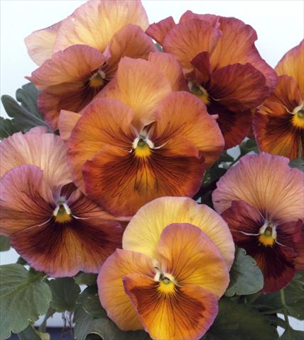 foto van een variëteit aan bloemen, te gebruiken als: Pot - en perkplant Viola wittrockiana Acquarelle Flambè Toscana