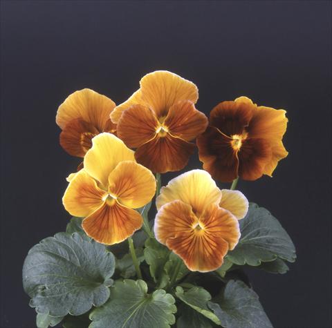 foto van een variëteit aan bloemen, te gebruiken als: Pot - en perkplant Viola wittrockiana Desiderio Camino