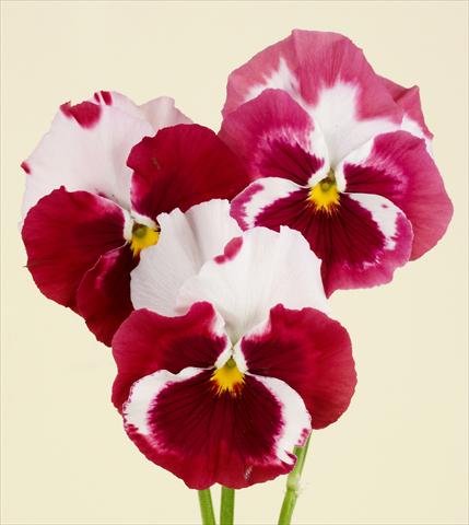 foto van een variëteit aan bloemen, te gebruiken als: Pot - en perkplant Viola wittrockiana Desiderio Cherry Rose Tricolour