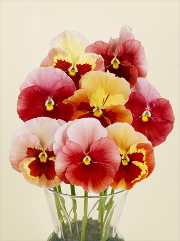 foto van een variëteit aan bloemen, te gebruiken als: Pot - en perkplant Viola wittrockiana Desiderio Gelato Red Tricolour