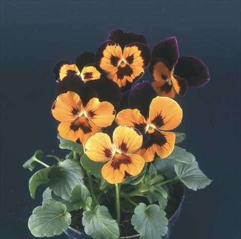 foto van een variëteit aan bloemen, te gebruiken als: Pot - en perkplant Viola wittrockiana Desiderio Harlequin Purple