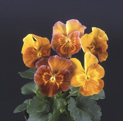 foto van een variëteit aan bloemen, te gebruiken als: Pot - en perkplant Viola wittrockiana Desiderio Havana