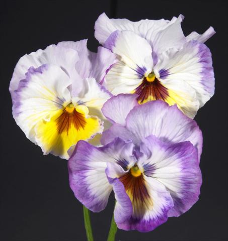 foto van een variëteit aan bloemen, te gebruiken als: Pot - en perkplant Viola wittrockiana Desiderio Lilac Lemon Shades