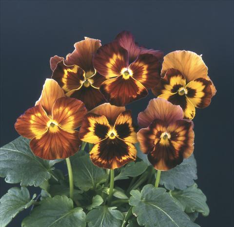 foto van een variëteit aan bloemen, te gebruiken als: Pot - en perkplant Viola wittrockiana Desiderio Maroon See Me