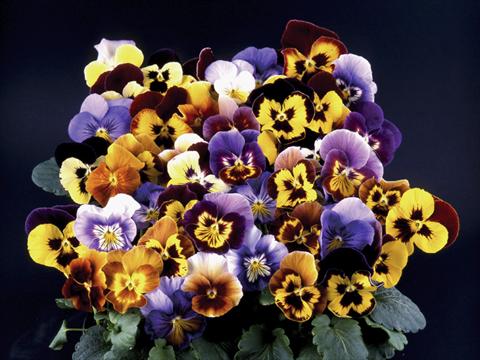 foto van een variëteit aan bloemen, te gebruiken als: Pot - en perkplant Viola wittrockiana Desiderio Mixed