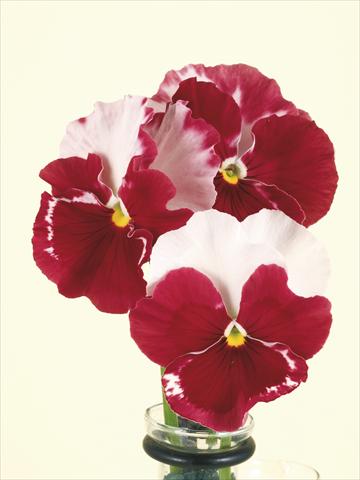 foto van een variëteit aan bloemen, te gebruiken als: Pot - en perkplant Viola wittrockiana Desiderio Orchid Rose Tricolour