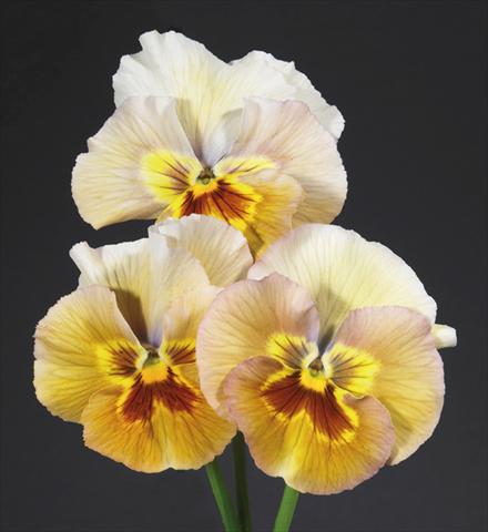 foto van een variëteit aan bloemen, te gebruiken als: Pot - en perkplant Viola wittrockiana Desiderio Pastel Bronze