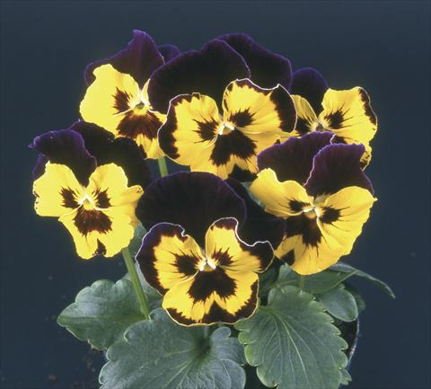 foto van een variëteit aan bloemen, te gebruiken als: Pot - en perkplant Viola wittrockiana Desiderio Purple with Golden Face & Blotch